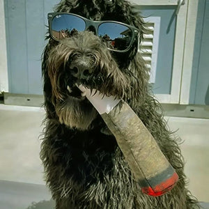 Cigar Design Funny Dog Toys