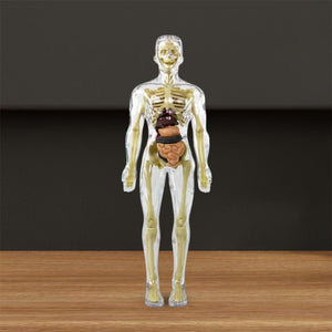 3d Human Body Torso Model for Kid Anatomy Model Skeleton